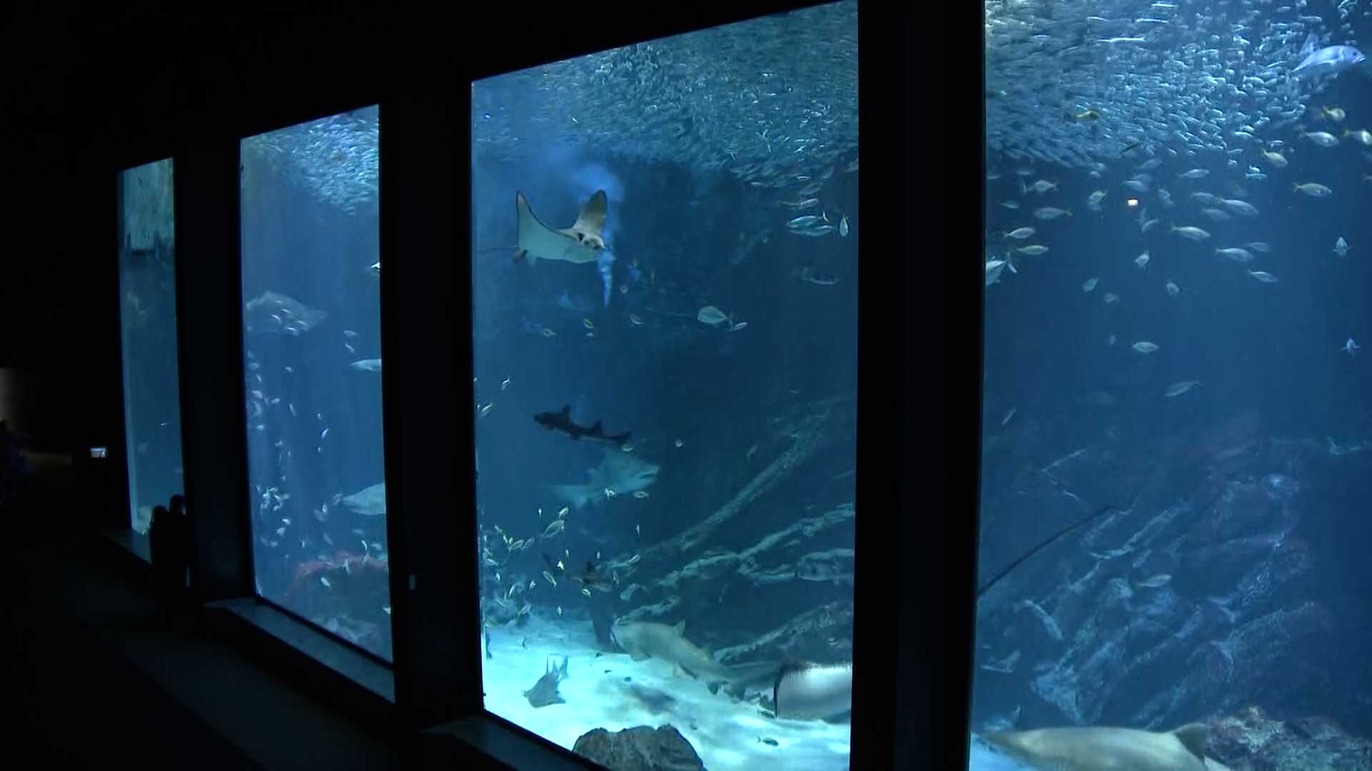 aquarium 盗撮 