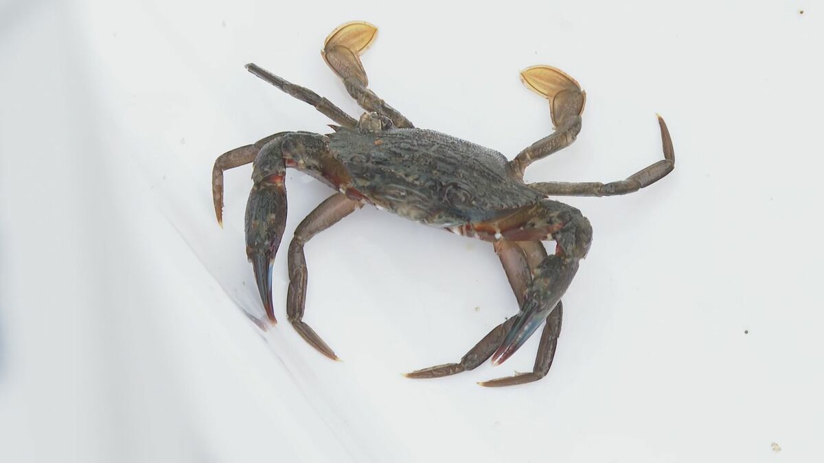 カニ・エビ・ウニ・・自然環境への理解深めて 水族館職員が指導 磯の生き物観察会 山口・下関 | TBS NEWS DIG