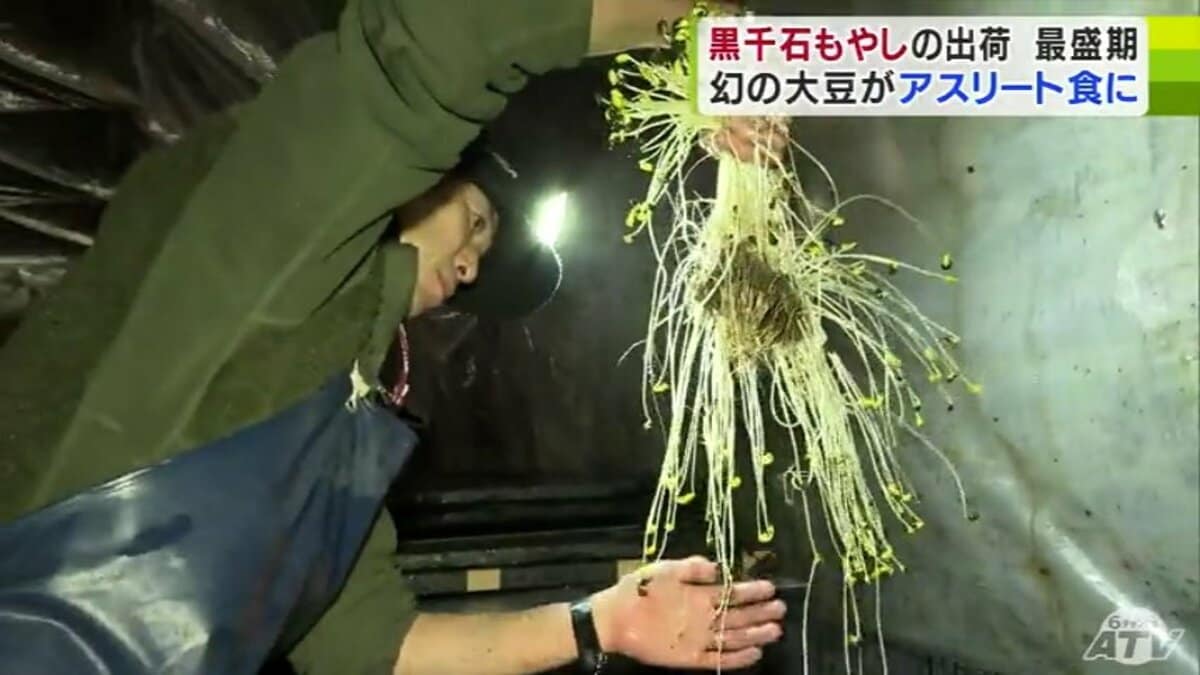 幻の大豆”から栽培「黒千石もやし」出荷が最盛期 シャキシャキの