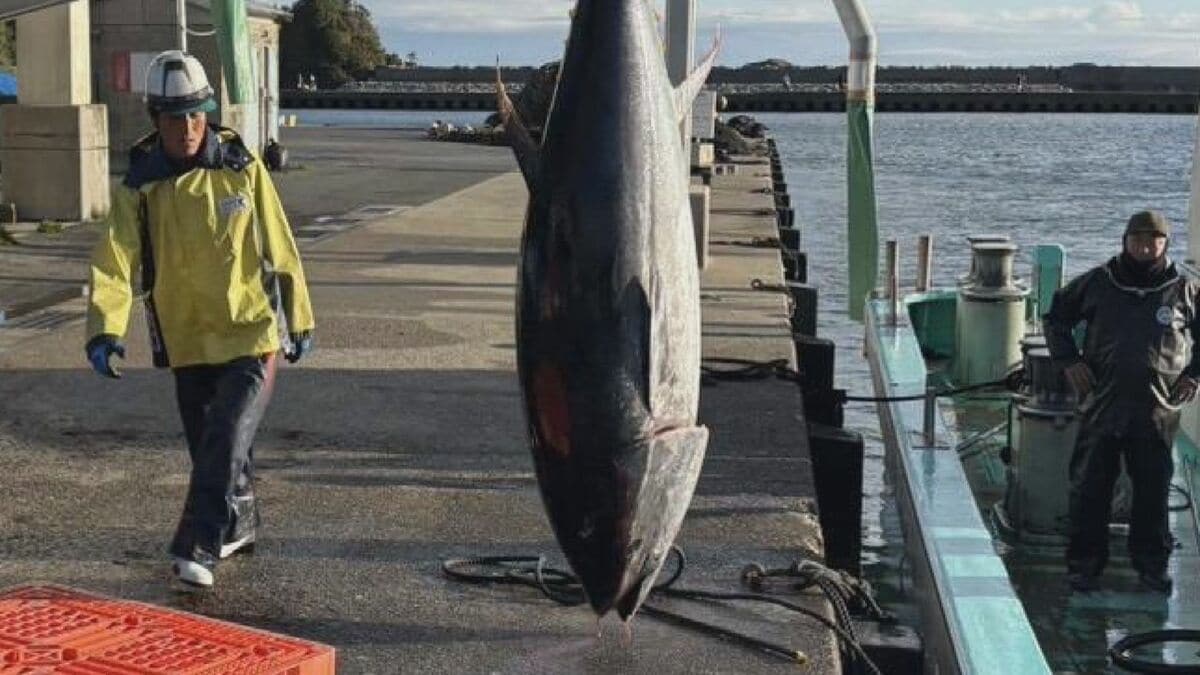 クロマグロ漁獲枠拡大…三重の漁港では300キロ近いクロマグロが頻繁に網に しかし｢水揚げできない｣ その事情とは？
