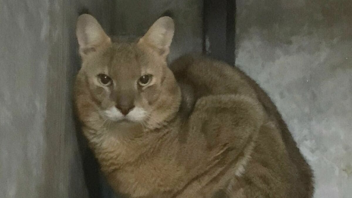 ジャングルキャット｢キリー｣死ぬ 前日まで食欲あり元気だったのに…寝室で死んでいるのを飼育員が見つける 東山動植物園 名古屋市