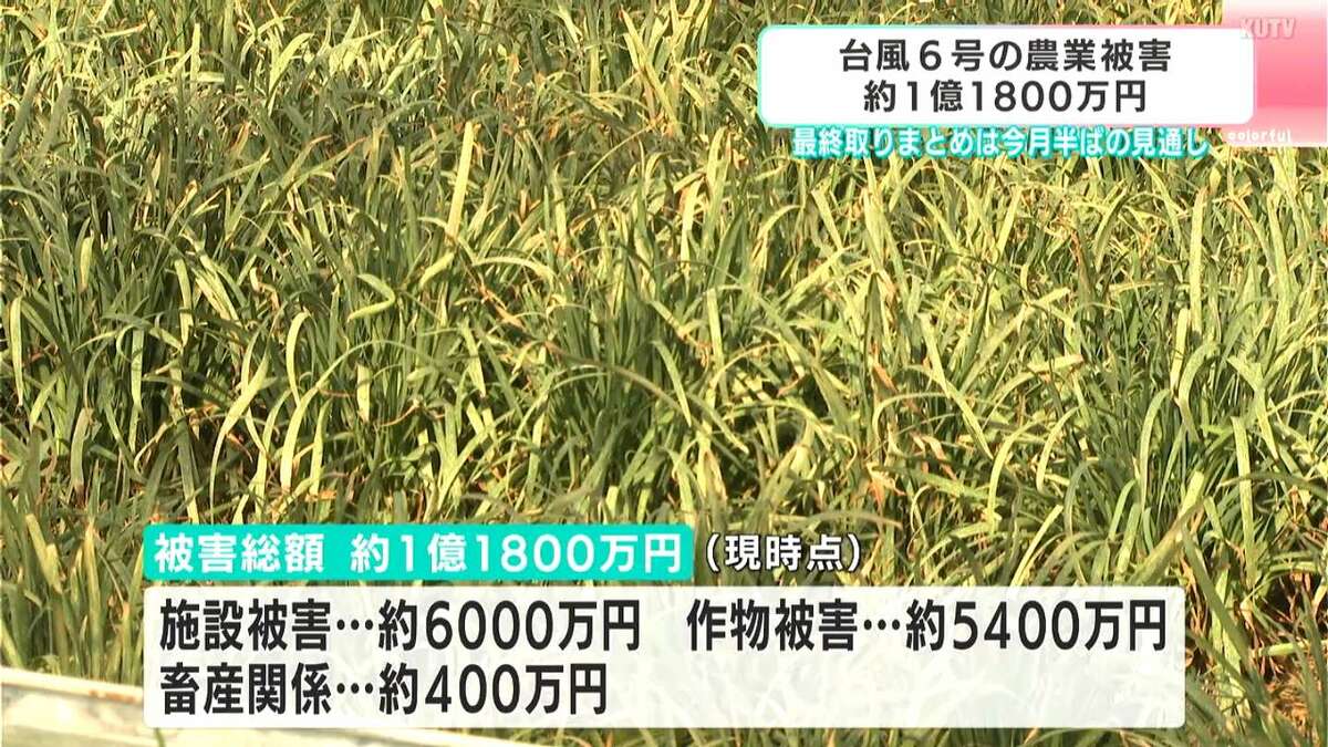 台風6号の農業被害1億1800万円に　ショウガやミョウガなどに打撃【高知】