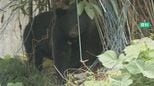 春の行楽シーズンにクマ警戒 警察と金沢市・石川県が初の合同戸別訪問|TBS NEWS DIG