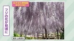 春と夏をつなぐ花“二季草” 藤の花がまさに見ごろ『北方文化博物館』新潟市江南区|TBS NEWS DIG