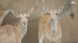 「愛らしい姿を見に来て」富士サファリパークに牛の仲間「エランド」と「アメリカバイソン」の赤ちゃん誕生＝静岡・裾野市|TBS NEWS DIG