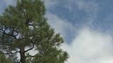 秋雨前線の影響で週明け以降すっきりしない天気に 11日は石川県内すべての観測地点で最低気温が20度を下回る　|　石川県のニュース｜MRO北陸放送
