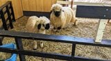 垂れ耳と真っ黒い顔がかわいい!世界一かわいい羊に会ってきた! 岩手・雫石町|TBS NEWS DIG