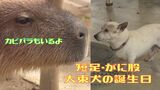 「短足・がに股」の希少種 大東犬の誕生日会 | 沖縄のニュース|RBC 琉球放送