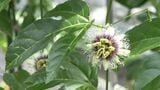 時計草の花開花　パッションフルーツへ　鹿児島|TBS NEWS DIG