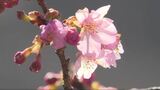 南信州に春の訪れ　早咲きの河津桜が開花　川沿いに続く200本の並木　満開は20日前後か　|　SBC NEWS | 長野のニュース | SBC信越放送
