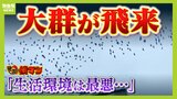 「羽根とフンのにおいで生活環境は最悪」駅前のムクドリの大群に頭抱える住民たち　夜まで続く鳴き声の大きさは"ゲーセンと同レベル"　追い払っても駅の別出口の方へ...そこで市が苦渋の決断|TBS NEWS DIG