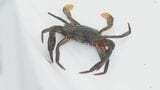 カニ・エビ・ウニ・・自然環境への理解深めて 水族館職員が指導 磯の生き物観察会 山口・下関 | 山口のニュース・天気・防災|tys NEWS|tysテレビ山口