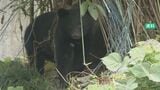 春の行楽シーズンにクマ警戒 警察と金沢市・石川県が初の合同戸別訪問　|　石川県のニュース｜MRO北陸放送