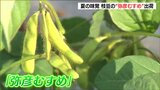 枝付き枝豆『弥彦むすめ』が早くも出荷「家族で枝から“もいで”楽しくおいしく食べていただきたい」新潟県 | 新潟のニュース・天気|BSN NEWS|BSN新潟放送