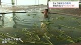 端午の節句　邪気を払うとされるショウブ湯　|　MRTニュース ｜ ＭＲＴ宮崎放送