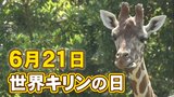 「結構、臆病」“キリンの鳴き声”を探る…記者が動物園で張り込んでみた　|　石川県のニュース｜MRO北陸放送