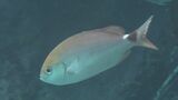 “幻の魚”「セダカタカサゴ」を世界で初めて展示 美ら海水族館|TBS NEWS DIG