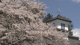 レトロな雰囲気に淡いピンク色が映える 三代校舎のソメイヨシノが見頃に 山梨・北杜市|TBS NEWS DIG