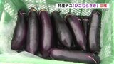 東京でも人気の食材「ひごむらさき」　標高600メートルで育った熊本の美味しいナスです！　その収穫をのぞいてみました。　|　熊本のニュース｜RKK NEWS｜RKK熊本放送