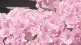 約20種類のあじさいをゆっくり楽しむ「OTAKUSAまつり+」【長崎市】 | 長崎のニュース | 天気 | NBC長崎放送