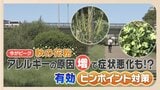 くしゃみ、鼻水、かゆみ･･･「秋の花粉症」「ダニ」に注意　今がピーク症状悪化も!?　対策は「近づかない」「取り除く」　|　福岡のニュース｜RKB NEWS｜RKB毎日放送