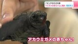「めっちゃかわいい」7センチの小さな命 児童がウミガメの赤ちゃんに触れ環境学ぶ|TBS NEWS DIG