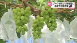 ブドウを特産品に 串間市で収穫作業 | MRTニュース | MRT宮崎放送