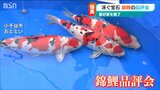 「けんかをしない、平和の象徴」“泳ぐ宝石”ニシキゴイ 国内外注目の565匹から頂点に輝いたのは|TBS NEWS DIG