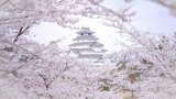 「空が見えなくなるくらい!」史上最速で鶴ヶ城のサクラ満開 生まれ変わった天守閣も一部公開 福島|TBS NEWS DIG
