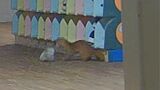 こども園で10人超の上靴が盗まれる→園児標的の事件を視野に捜査→防カメ映像確認し捜査打ち切り 映っていたのは…「イタチ」 | 福岡のニュース|RKB NEWS|RKB毎日放送