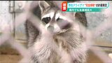 「根絶のための捕獲に動く」かわいい見た目も農業被害をもたらす“厄介者”アライグマ『完全排除』計画を策定 新潟県|TBS NEWS DIG