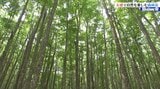 ひんやりして気持ちいいブナの森で森林浴を楽しむ 井丸キャスターが五感で自然を体感 最後はサウナ、外気浴でリフレッシュ|TBS NEWS DIG