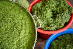 伝統の覚醒植物、ケニアでエナジードリンクに進化－市場急成長| TBS CROSS DIG with Bloomberg