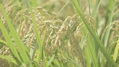 備蓄米放出も価格高騰止まらず　2月のコメ「相対取引価格」2万6485円　6か月連続で過去最高値を更新| TBS CROSS DIG with Bloomberg