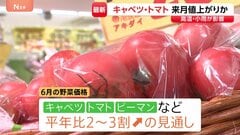 6月はキャベツ･トマト･ピーマンが値上がりか 高温や小雨の影響で　にんじん･白菜などは平年よりも安くなる見込み| TBS CROSS DIG with Bloomberg
