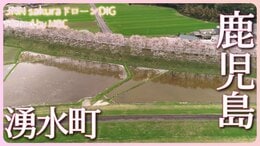 稲葉崎の桜並木 鹿児島県湧水町【JNN sakuraドローンDIG 2023】|TBS NEWS DIG