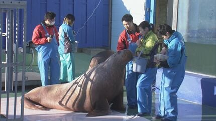 セイウチの「タンポポ」が期間限定の｢嫁入り｣ 伊勢シーパラダイスから