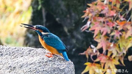 青い宝石」と呼ばれる美しい鳥・カワセミ 冬の観測に最適な時間帯と