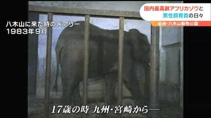 国内最高齢”奇跡のゾウ”と60歳飼育員が乗り越えた最大の危機とは？40年