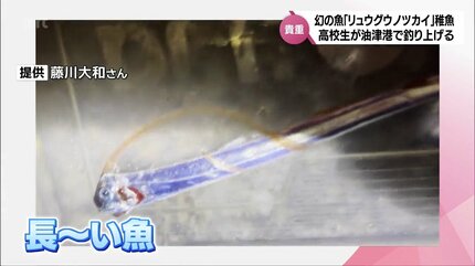【激レア深海魚】リュウグウノツカイ幼魚 液浸標本 誕生日プレゼント 【激レア深海魚】リュウグウノツカイ幼魚 液浸標本