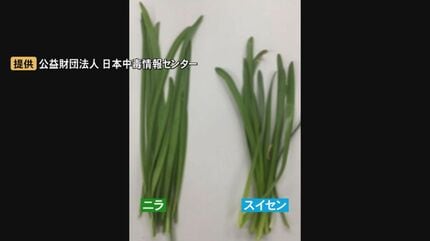 スイセンをニラと間違え食中毒 畑から間違って採取 鍋の具として食べた