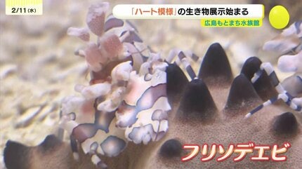 バレンタインにぴったり、ハート模様のフリソデエビ 企画展示 限定の
