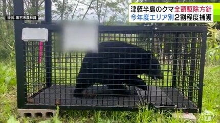 クマを定着させない」津軽半島は全頭駆除の方針 青森県が今年度のクマ