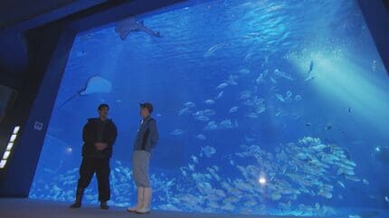 定置網漁で獲れた魚はゴールデンウィークの水族館に展示 幻の深海魚