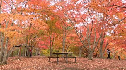 不習岳の「もみじ園」約300本の「ヤマモミジ」と「イロハモミジ」が