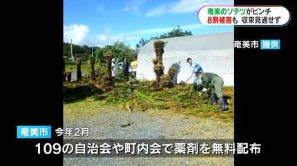 奄美大島のソテツがピンチ ナリ味噌文化どうなる… 壊滅的な危機に