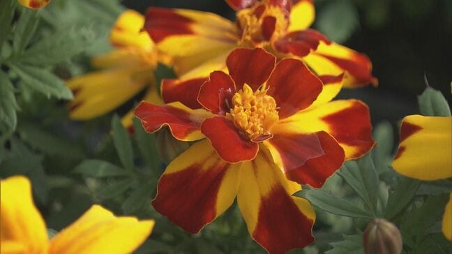 マリーゴールドの出荷最盛期  鮮やかな黄色やオレンジ色の花咲かせるメキシコ原産のキク科  三重・紀北町|TBS NEWS DIG