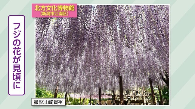 春と夏をつなぐ花“二季草” 藤の花がまさに見ごろ『北方文化博物館』新潟市江南区|TBS NEWS DIG