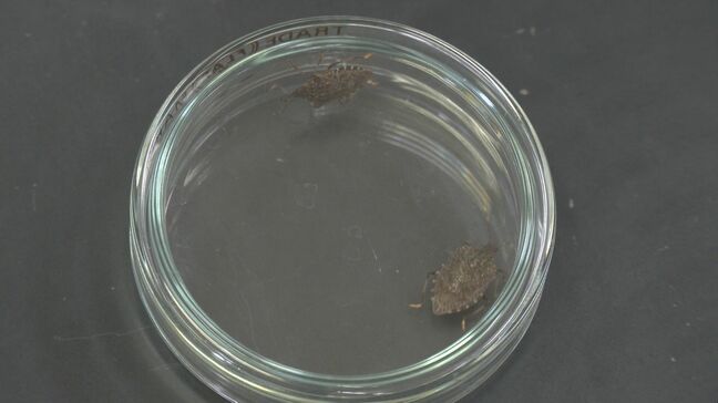 カメムシ大量発生の高校を救ったのは「身近なアレ」だった 生徒が8か月の探究で見つけた意外な“撃退法” 岐阜・飛騨市|TBS NEWS DIG