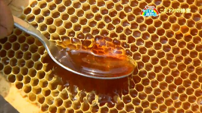 鹿児島~北海道こだわりの国産蜂蜜を求めて 西垂水養蜂園【亀ちゃんのかごしま撮った!】|TBS NEWS DIG